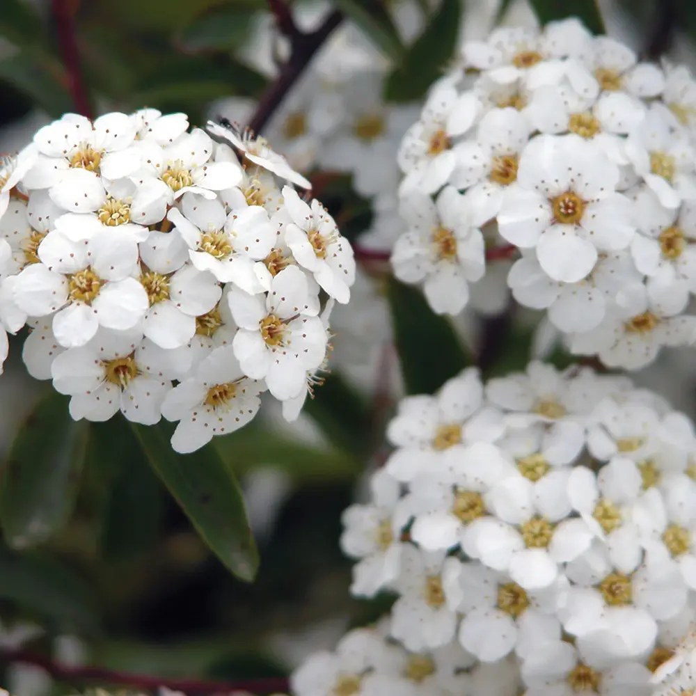 Cununita Japoneza Snowmound (Spiraea japonica), arbust decorativ cu flori albe parfumate rezistent la frig
