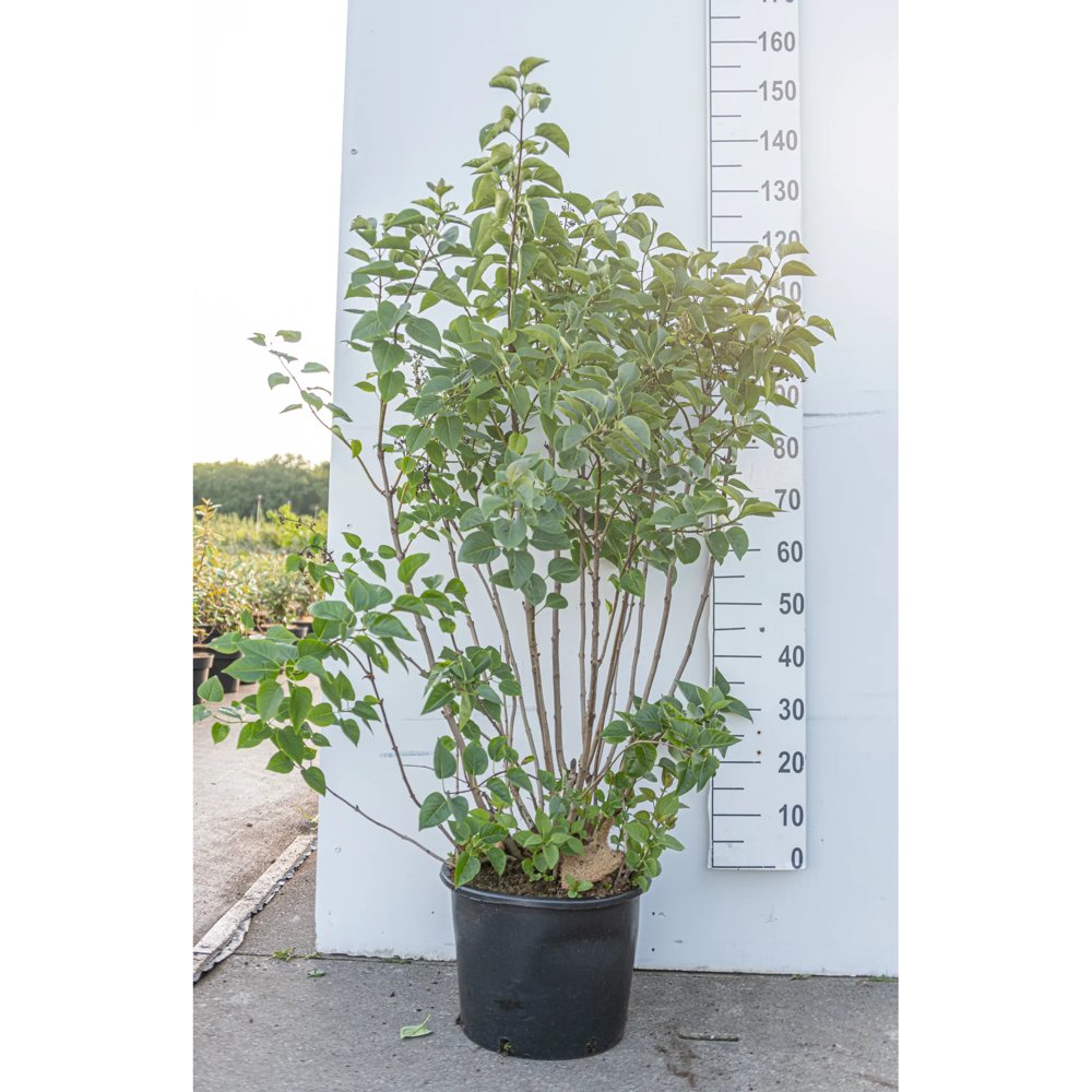 Liliac Comun (Syringa Vulgaris), arbust ornamental cu flori mov-liliachiu foarte parfumate
