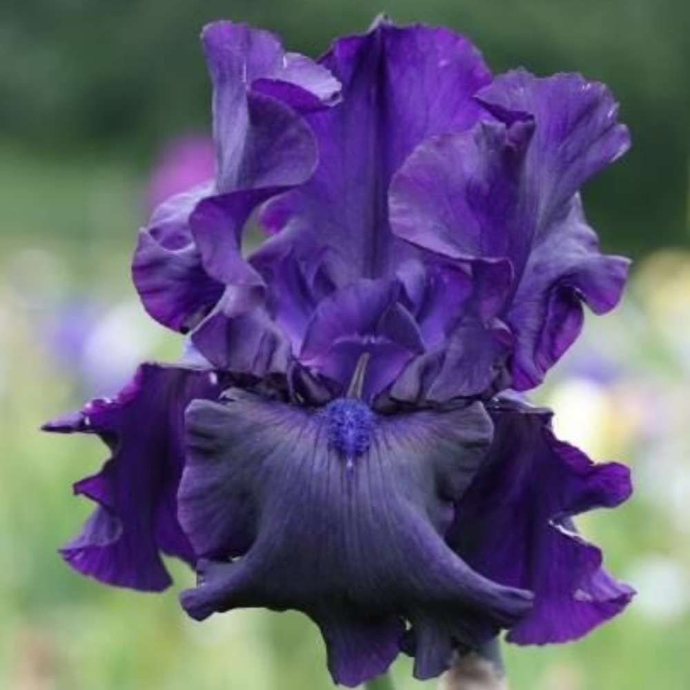 Iris Germanica (Stanjenel) Storm Center, cu flori violet-inchis parfumate, crestere rapida, bulb plantat In ghiveci