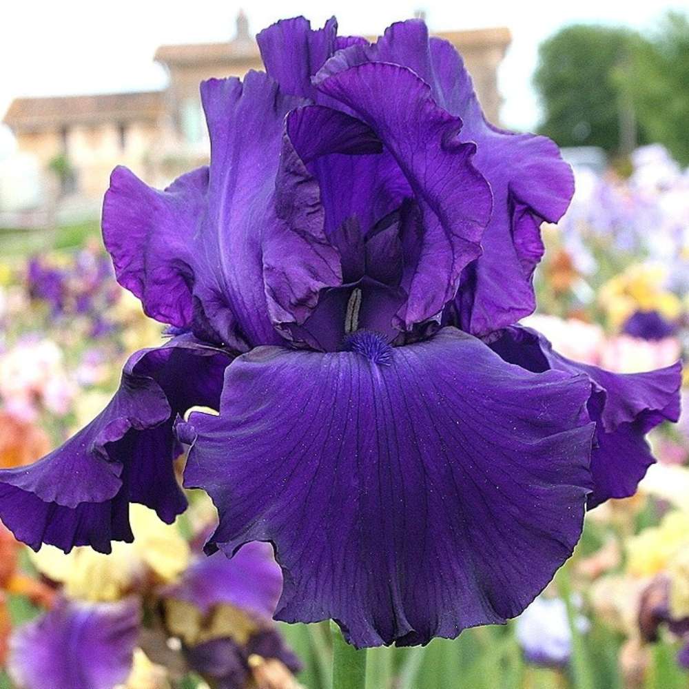 Iris Germanica (Stanjenel) Storm Center, cu flori violet-inchis parfumate, crestere rapida, bulb plantat In ghiveci