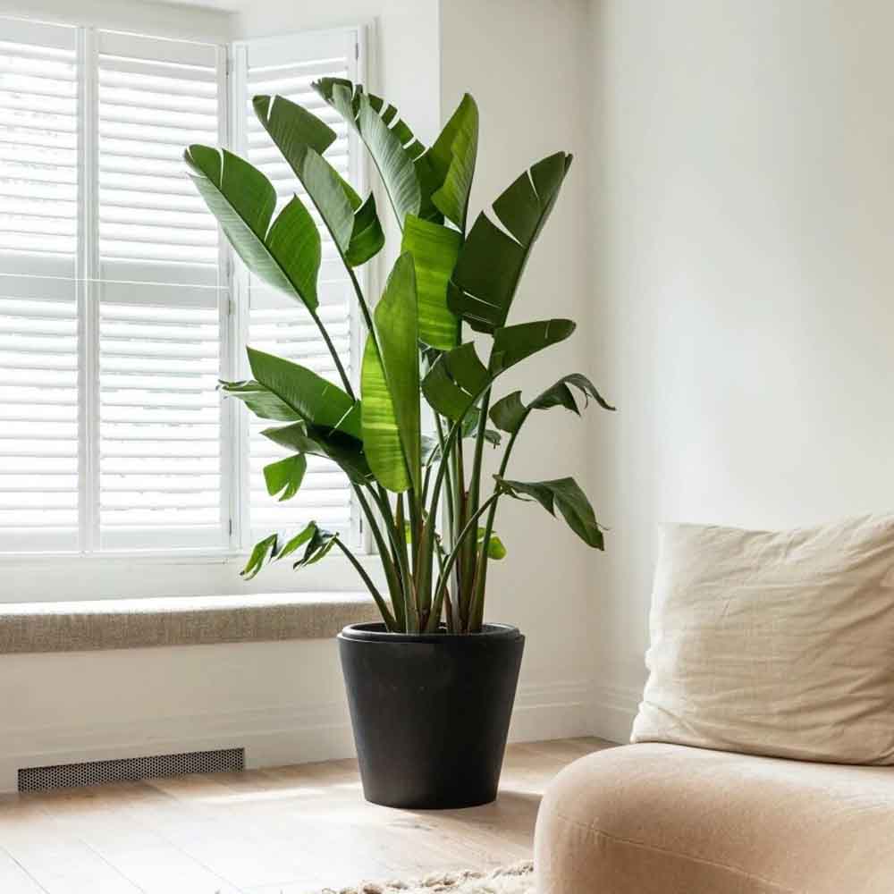 Strelitzia Nicolai, 200-250cm, Pasarea alba a paradisului, planta exotica mare cu frunze uriase tropicale decorative pentru interior