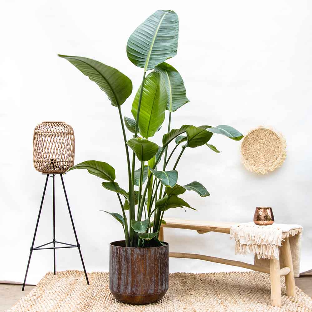 Strelitzia Nicolai, 200-250cm, Pasarea alba a paradisului, planta exotica mare cu frunze uriase tropicale decorative pentru interior