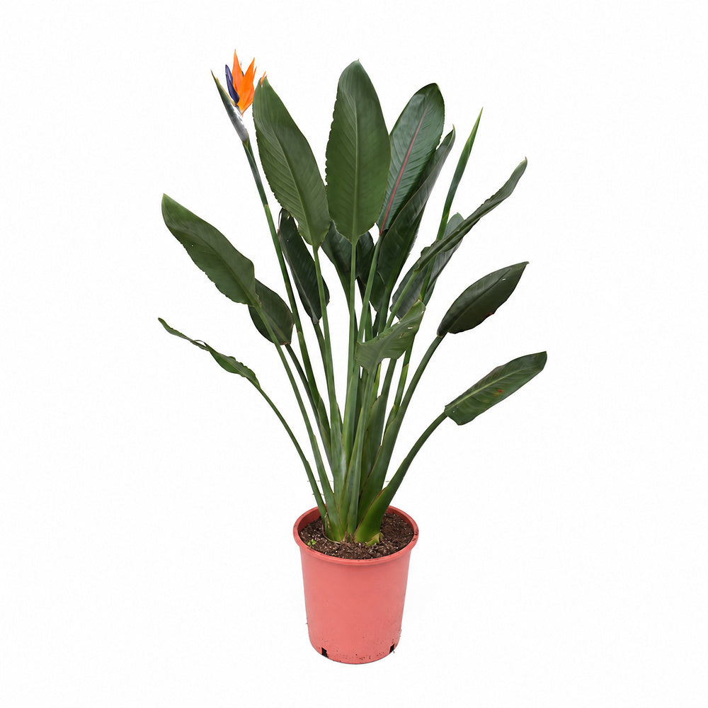Pasarea Paradisului Strelitzia Reginae, 80 cm, planta exotica mare cu frunze uriase tropicale decorative pentru interior