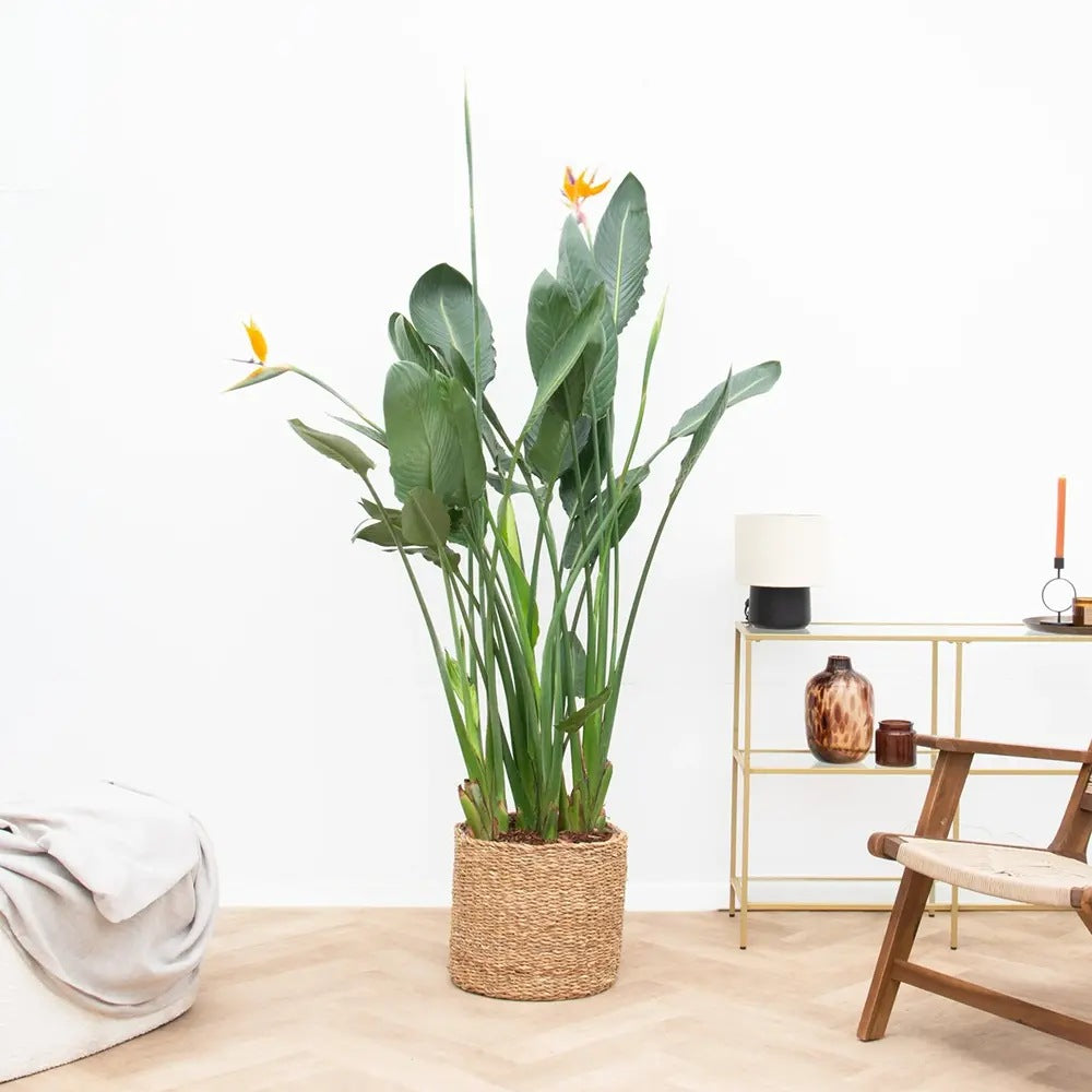 Strelitzia Reginae, 150 cm, Pasarea Paradisului, planta exotica mare cu frunze uriase tropicale decorative pentru interior, cu flori