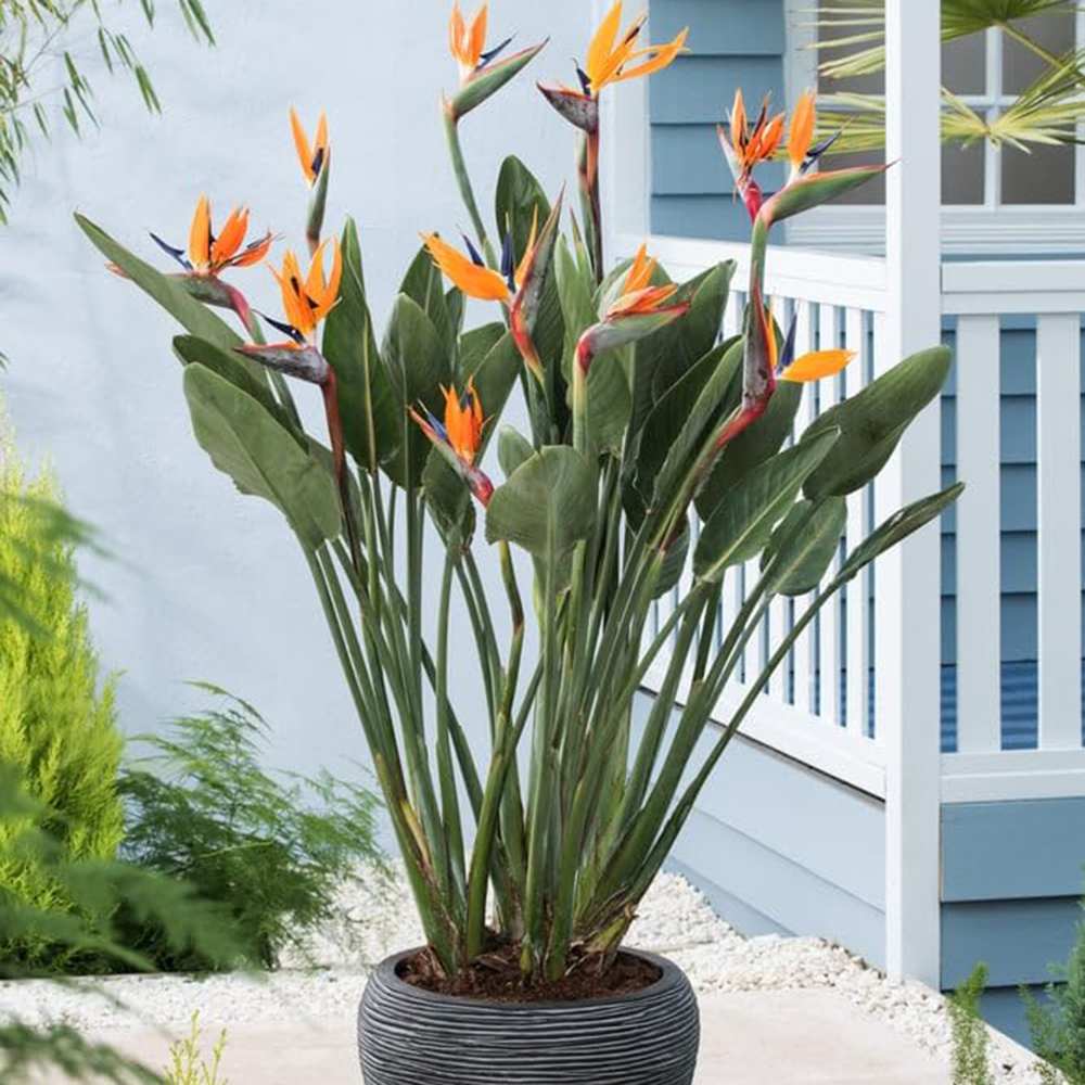 Strelitzia Reginae, 150 cm, Pasarea Paradisului, planta exotica mare cu frunze uriase tropicale decorative pentru interior, cu flori