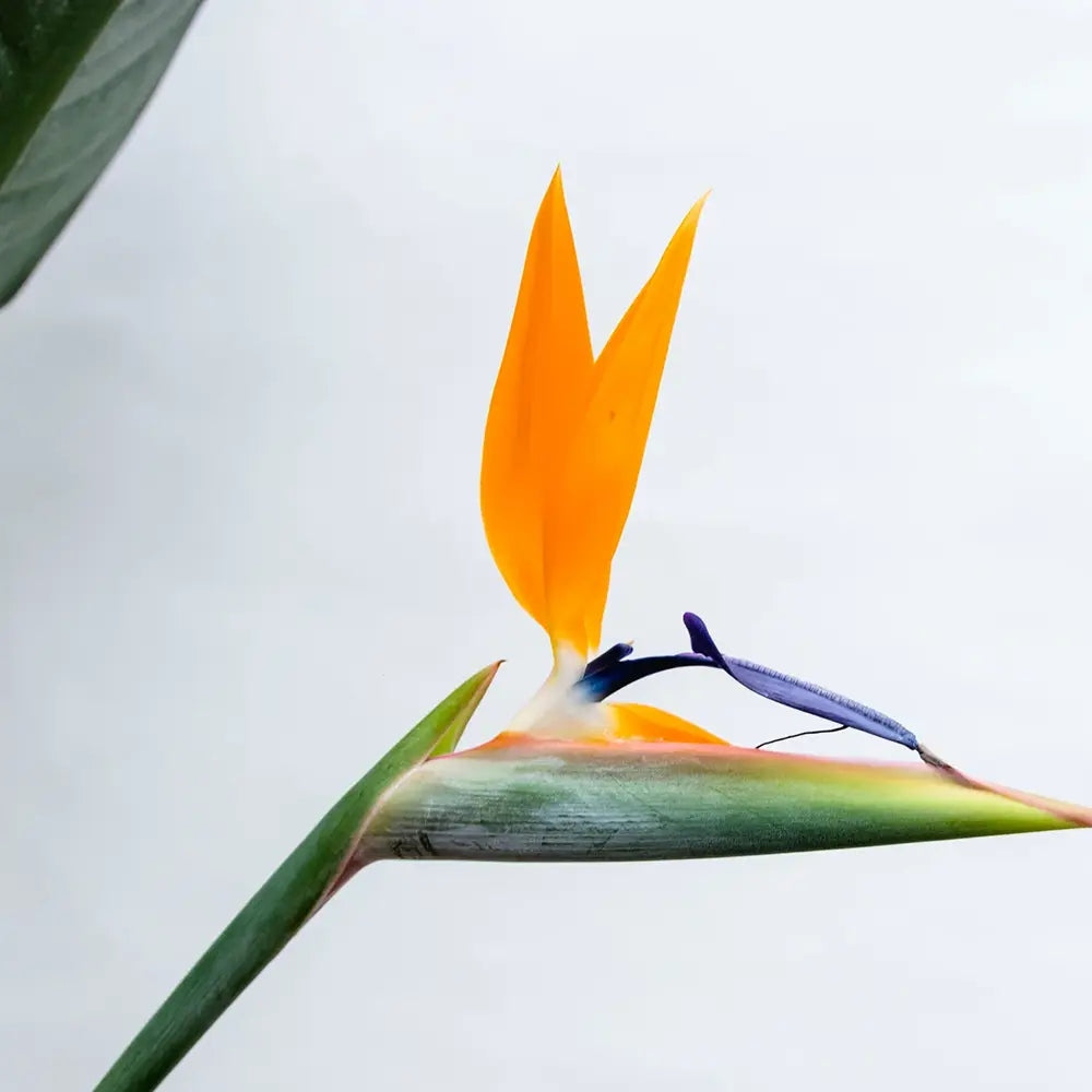 Strelitzia Reginae, 150 cm, Pasarea Paradisului, planta exotica mare cu frunze uriase tropicale decorative pentru interior, cu flori
