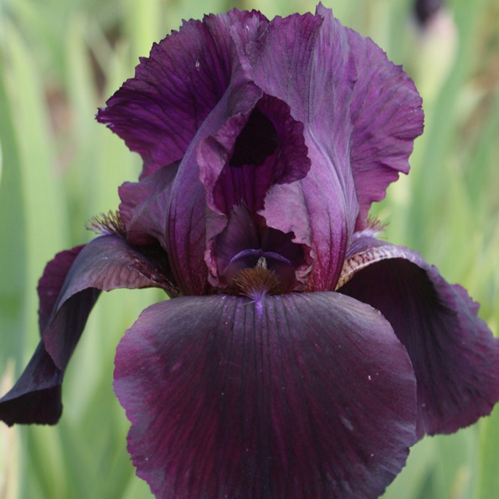 Iris Germanica violet (Stanjenel) Swahili, cu flori violet-inchis parfumate, crestere rapida, bulb plantat In ghiveci