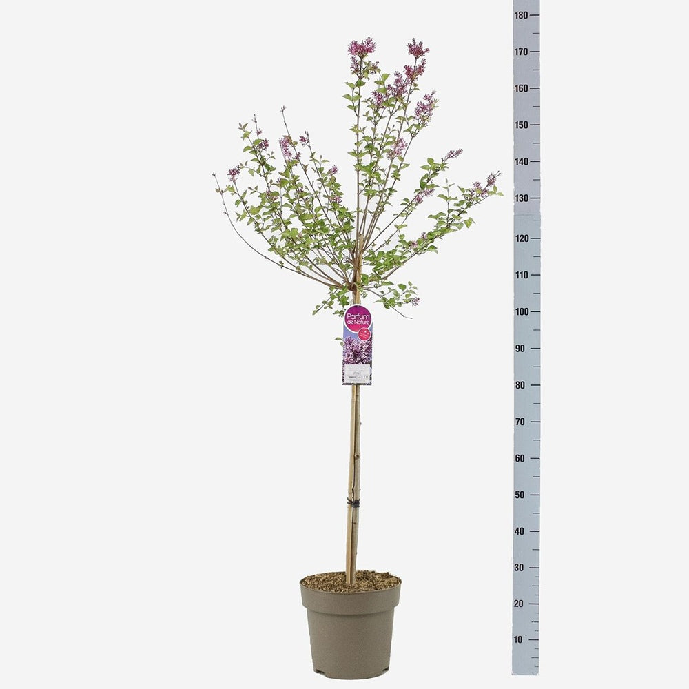 Liliac (Syringa) Copac Josee, flori roz parfumate, inflorire repetata pe tot sezonul, iubitor de soare