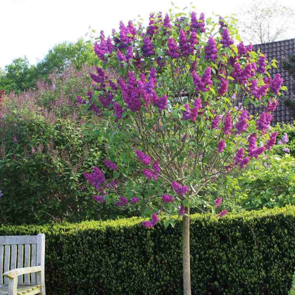 Liliac Copac Nobil (Syringa) Andenken An Ludwig Spaeth, flori duble violet-mov puternic parfumate, inflorire mai-iunie, iubitor de soare