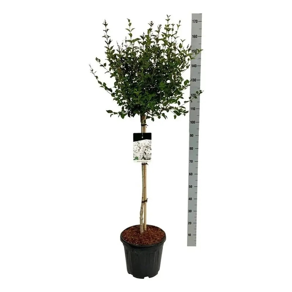 Liliac (Syringa) Copac Flowerfesta White, flori albe parfumate, inflorire repetata, compact, crestere rapida, iubitor de soare