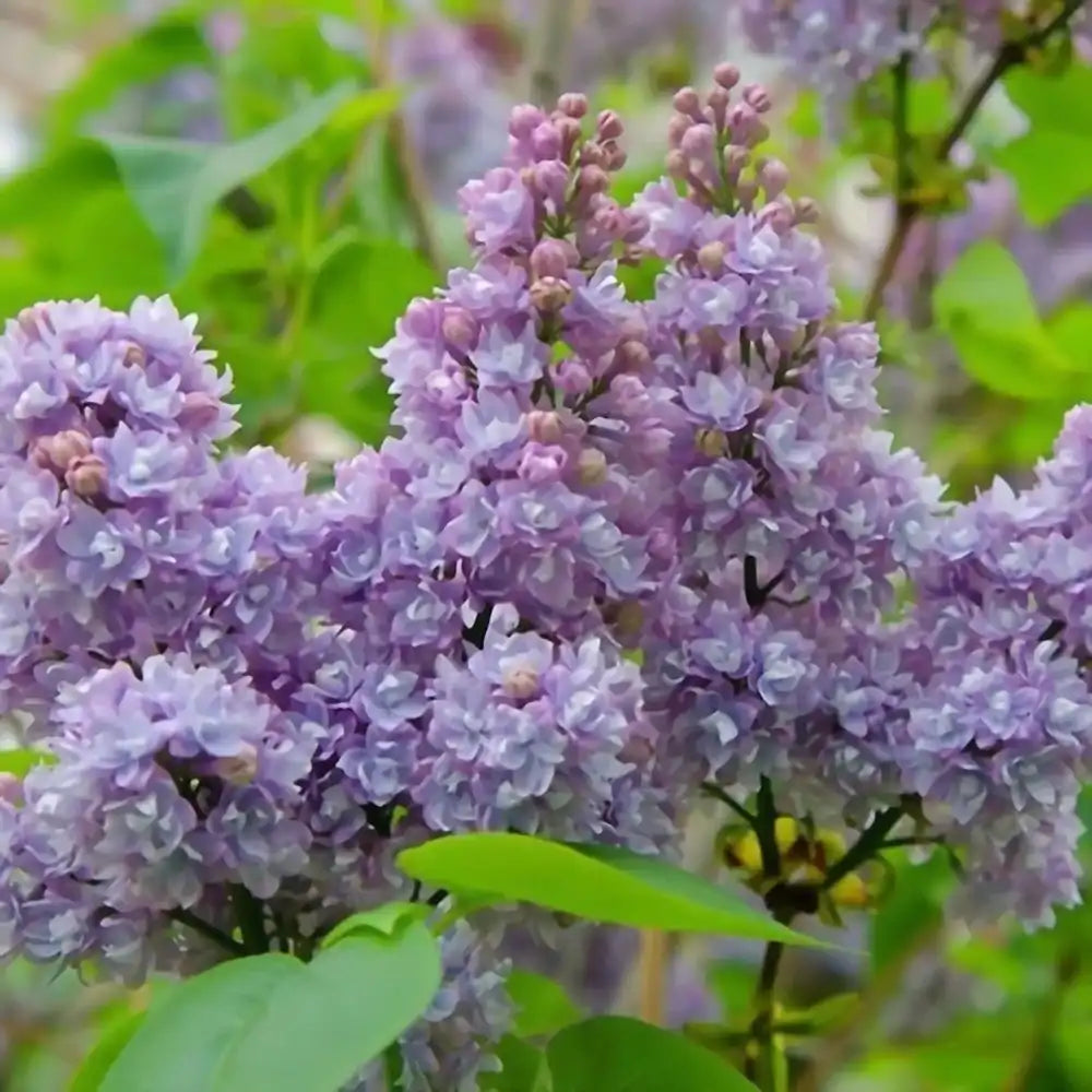 Liliac General Pershing (Syringa),  flori roz-purpurii, parfum puternic, inflorire bogata