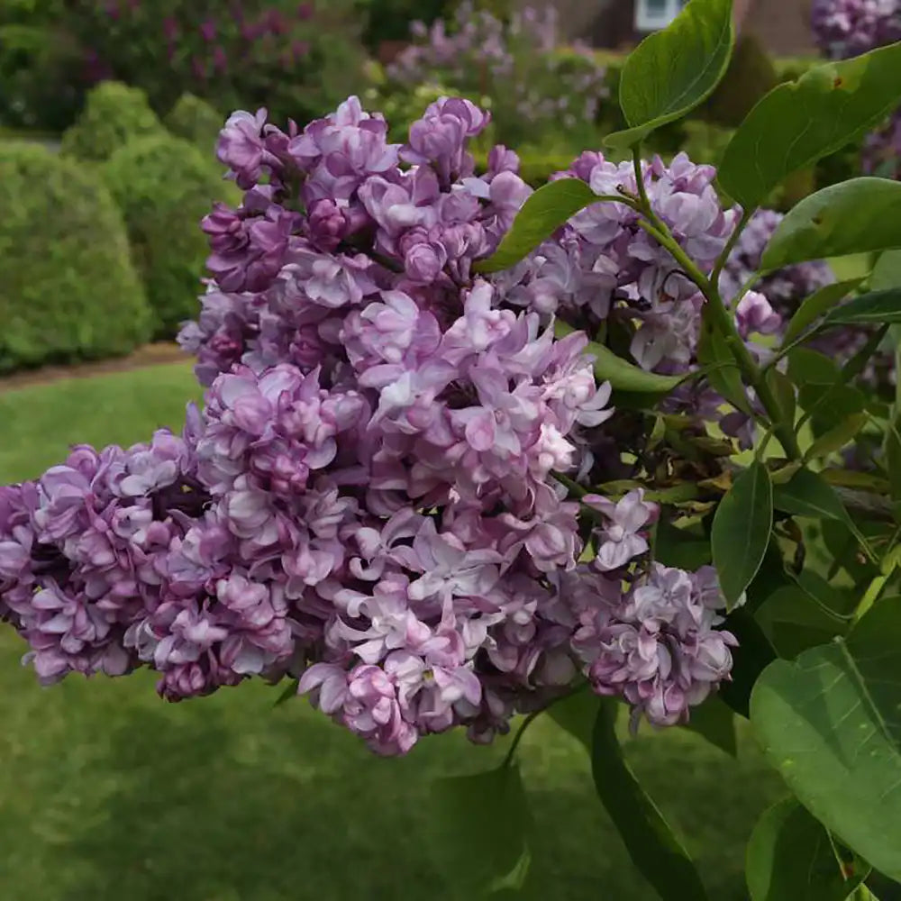 Liliac General Pershing (Syringa),  flori roz-purpurii, parfum puternic, inflorire bogata