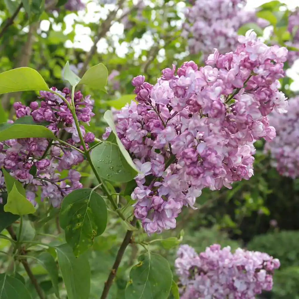 Liliac General Pershing (Syringa),  flori roz-purpurii, parfum puternic, inflorire bogata