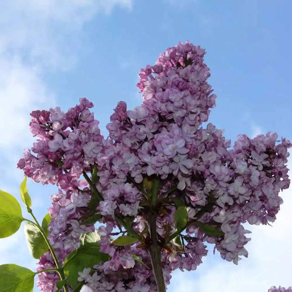 Liliac General Pershing (Syringa),  flori roz-purpurii, parfum puternic, inflorire bogata