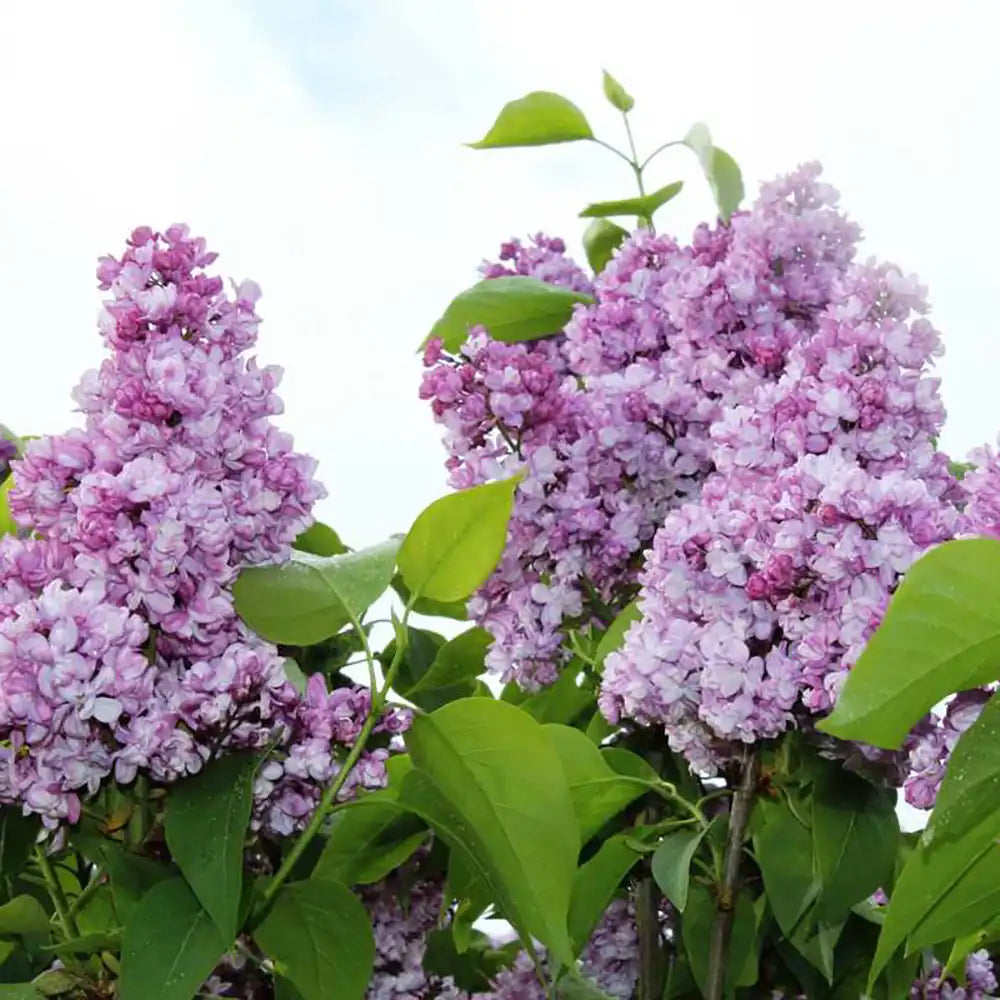 Liliac General Pershing (Syringa),  flori roz-purpurii, parfum puternic, inflorire bogata