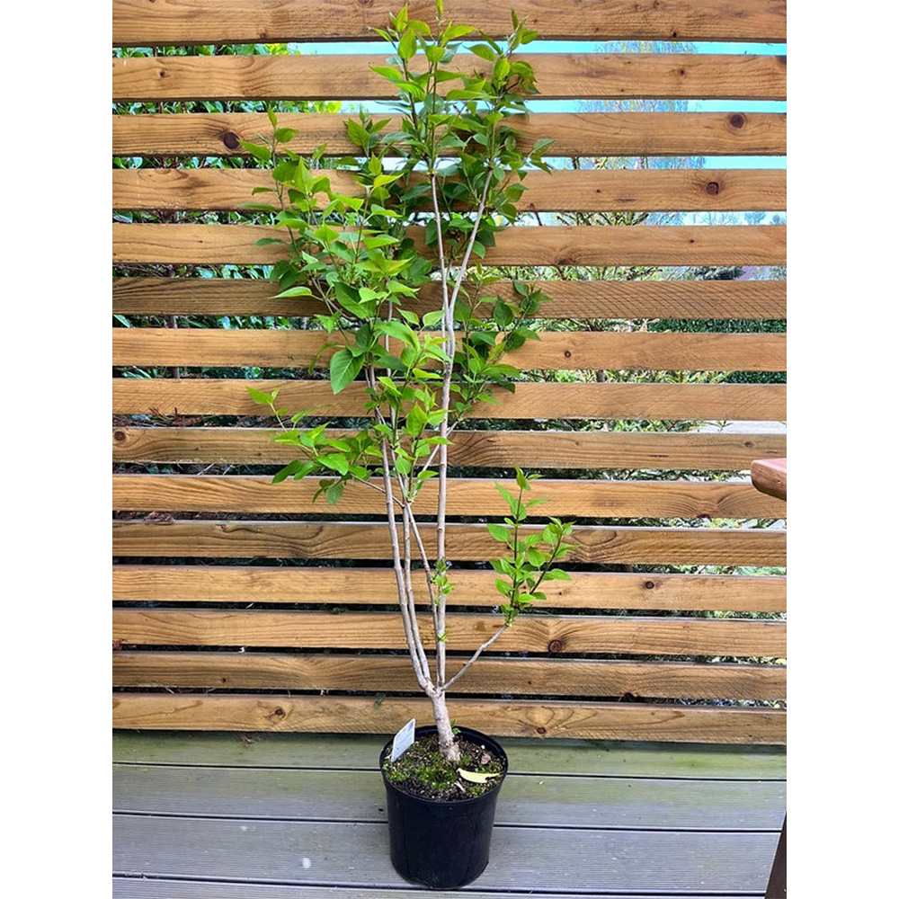 Liliac Copac Nobil (Syringa) Charles Joly, flori duble mov inchis, parfum intens, iubitor de soare