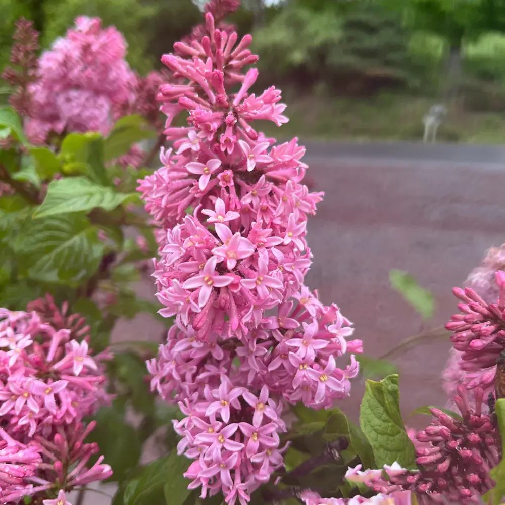 Liliac (Syringa) Miss Canada, arbust decorativ cu flori roz aprins, parfum puternic, inflorire tarzie