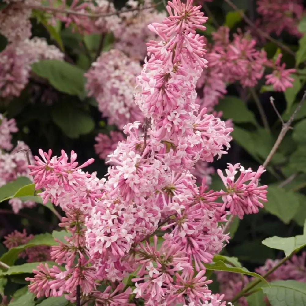 Liliac (Syringa) Miss Canada, arbust decorativ cu flori roz aprins, parfum puternic, inflorire tarzie