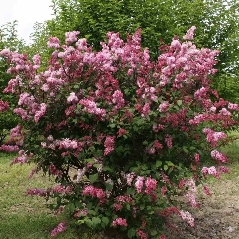 Liliac (Syringa) Miss Canada, arbust decorativ cu flori roz aprins, parfum puternic, inflorire tarzie