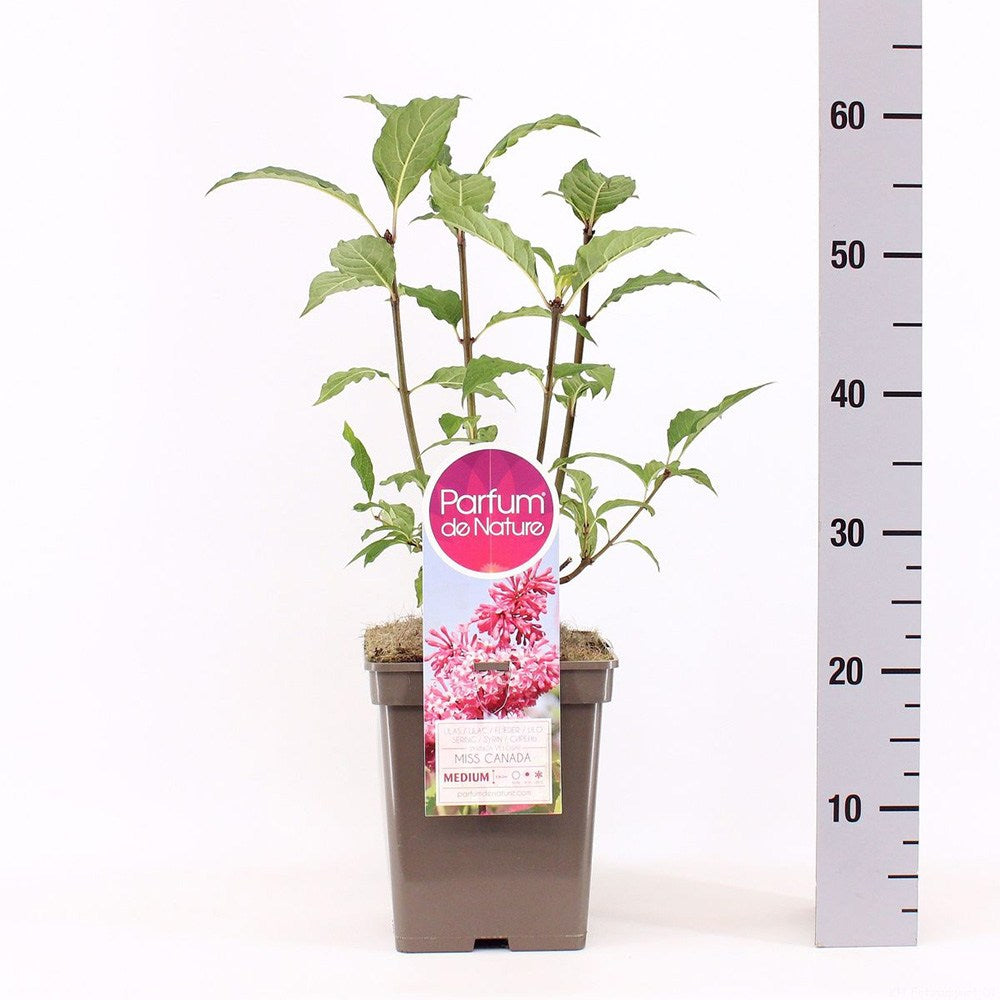 Liliac (Syringa) Miss Canada, arbust decorativ cu flori roz aprins, parfum puternic, inflorire tarzie