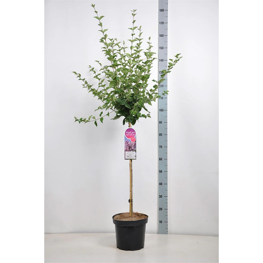 Liliac (Syringa) Copac Pink Perfume, cu flori roz intens, parfum puternic, inflorire bogata, iubitor de soare