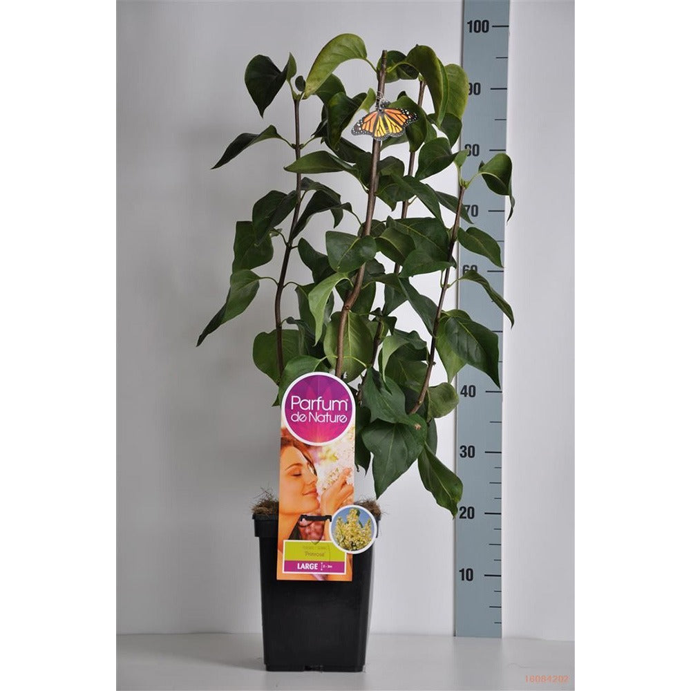 Liliac Primrose (Syringa), arbust decorativ cu flori galben-crem parfumate, varietate rara, compact, iubitor de soare