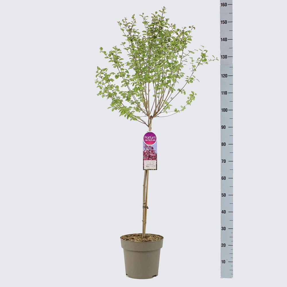 Liliac Copac Redwine (Syringa), cu flori rosii-bordo si parfum intens, iubitor de soare