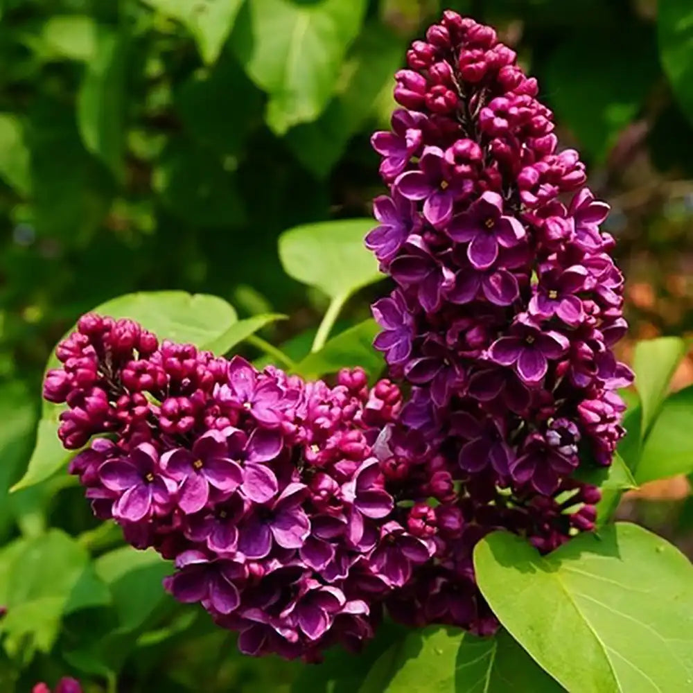Liliac Royalty (Syringa), arbust decorativ cu flori violet-purpuriu, parfum dulce lamaios, frunzis ornamental, iubitor de soare