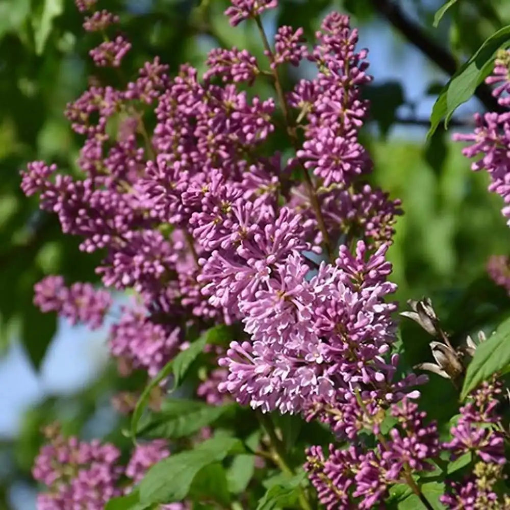 Liliac Copac Redwine (Syringa), cu flori rosii-bordo si parfum intens, iubitor de soare