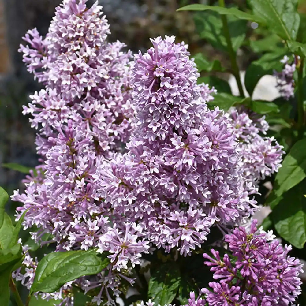 Liliac Copac Redwine (Syringa), cu flori rosii-bordo si parfum intens, iubitor de soare