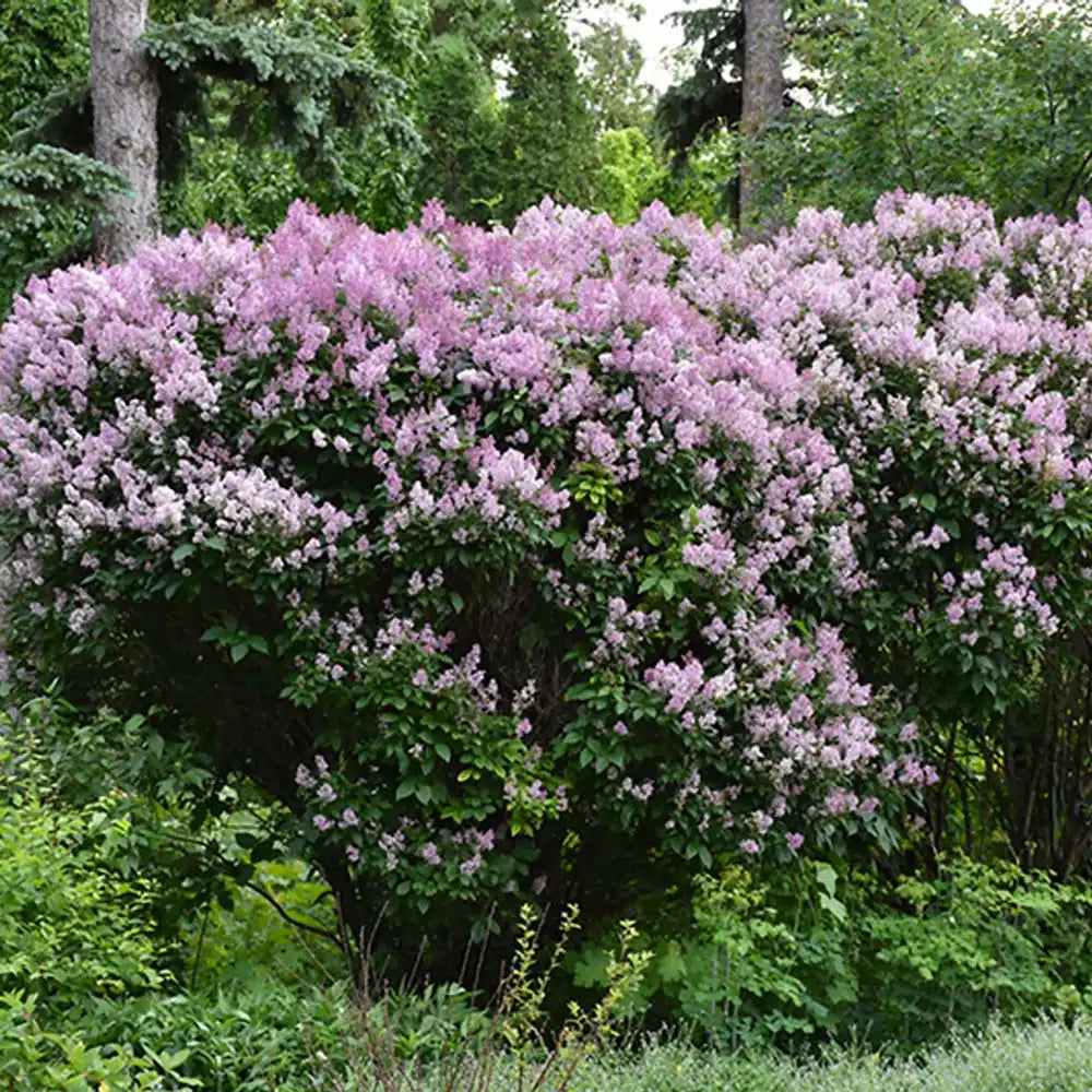 Liliac Copac Redwine (Syringa), cu flori rosii-bordo si parfum intens, iubitor de soare