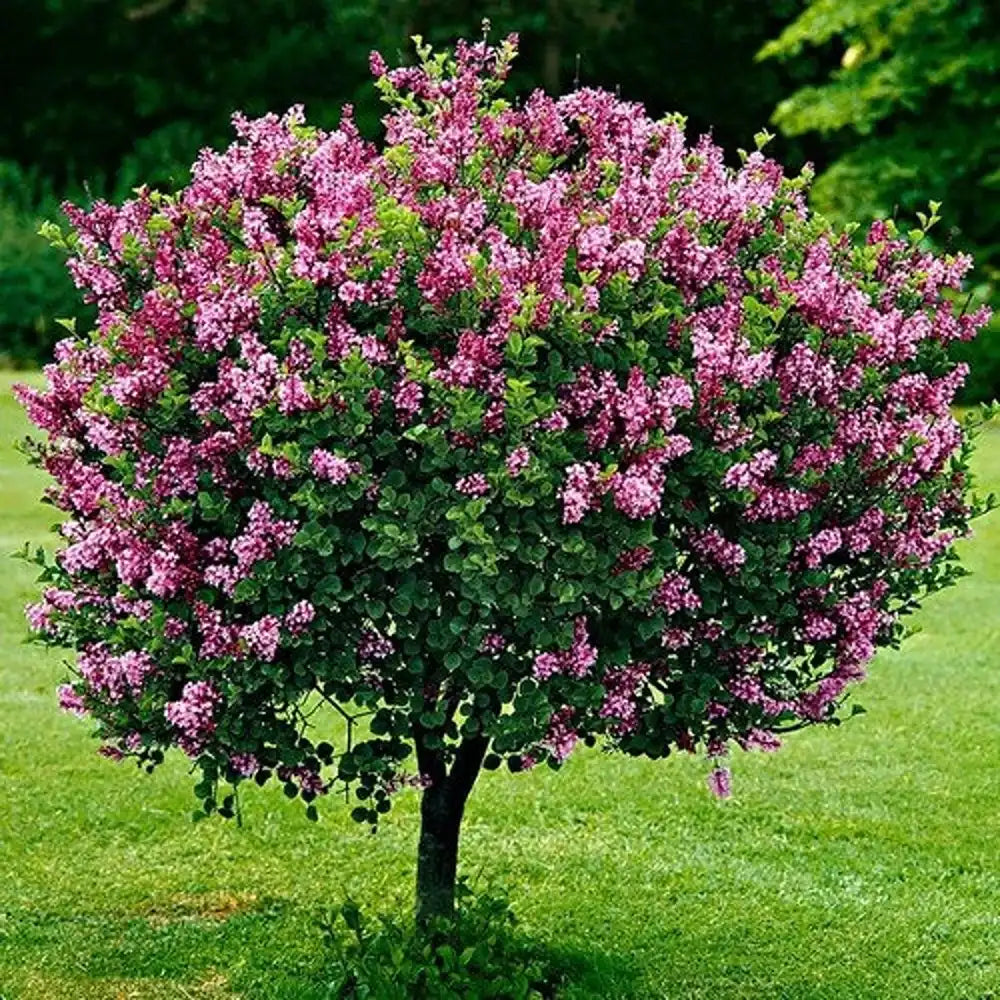 Liliac Copac Redwine (Syringa), cu flori rosii-bordo si parfum intens, iubitor de soare