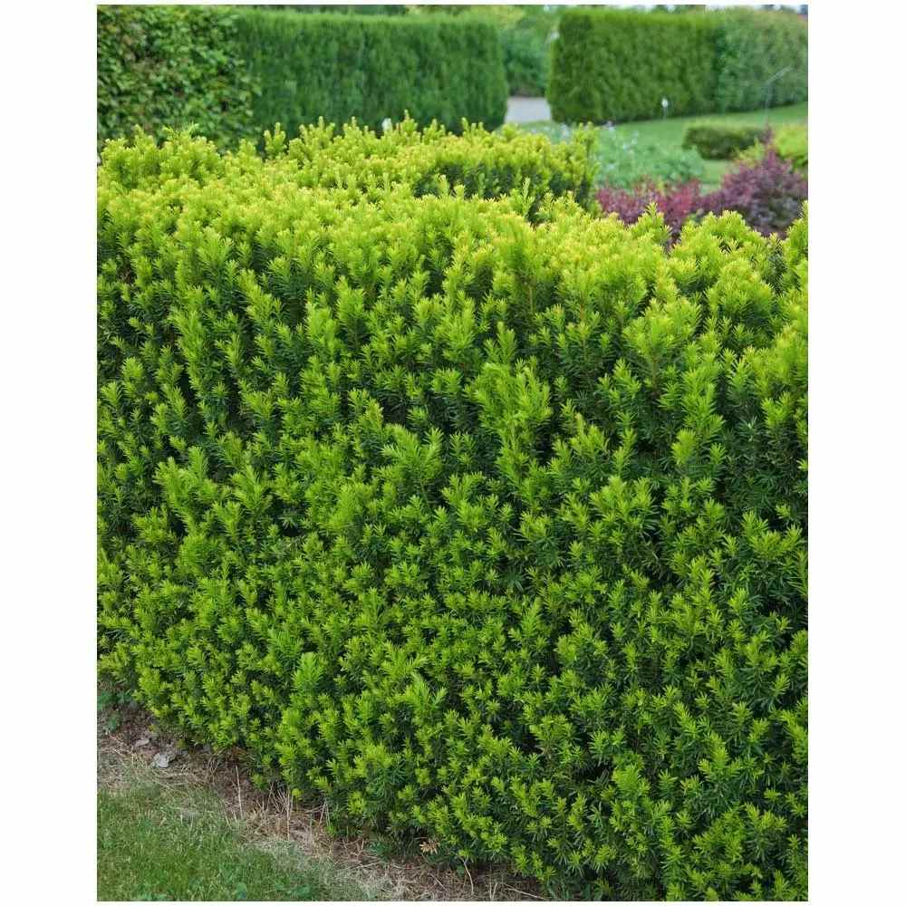 Tisa Ornamentala Hicksii (Taxus Baccata) vesnic verde, ideala pentru gard viu, bobite rosii, planta peisajistica