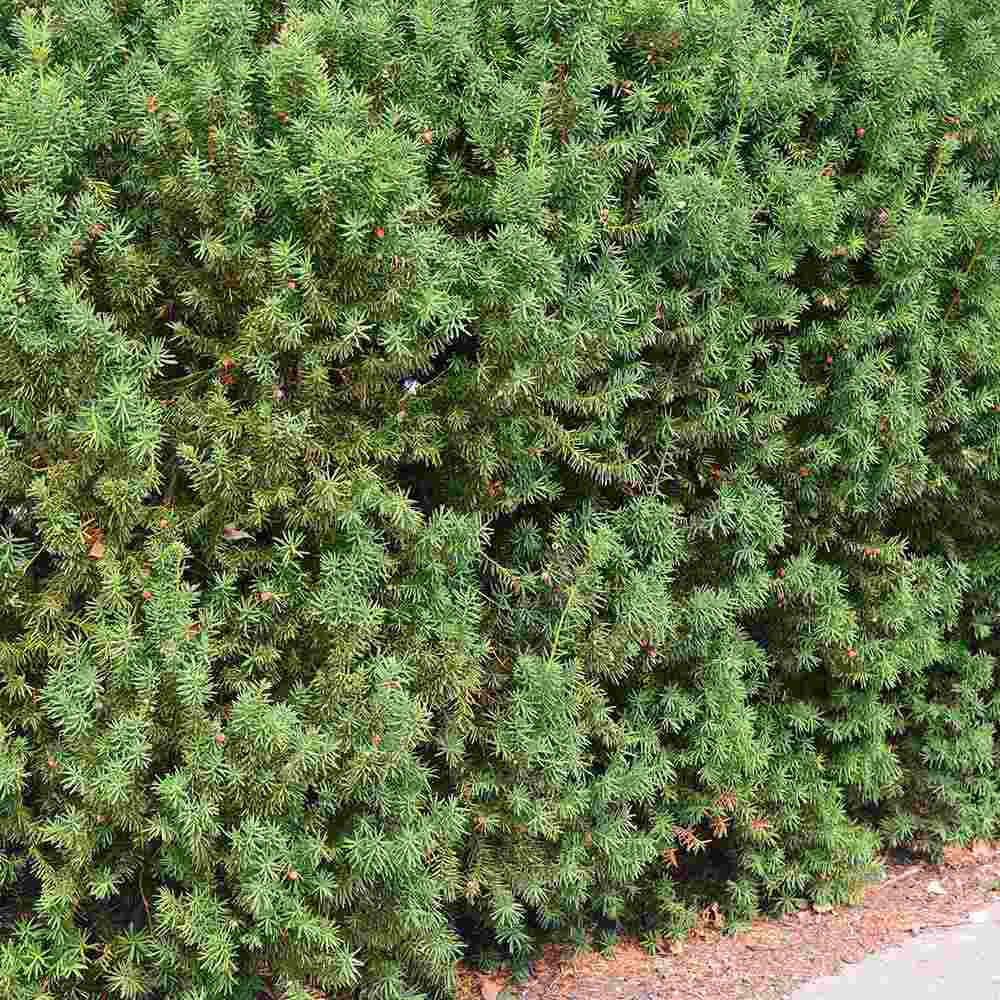 Tisa Ornamentala Hicksii (Taxus Baccata) vesnic verde, ideala pentru gard viu, bobite rosii, planta peisajistica