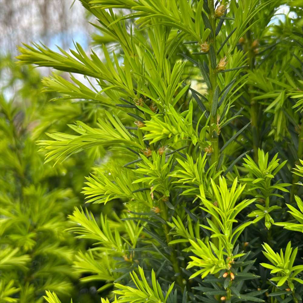 Tisa Ornamentala Hicksii (Taxus Baccata) vesnic verde, ideala pentru gard viu, bobite rosii, planta peisajistica
