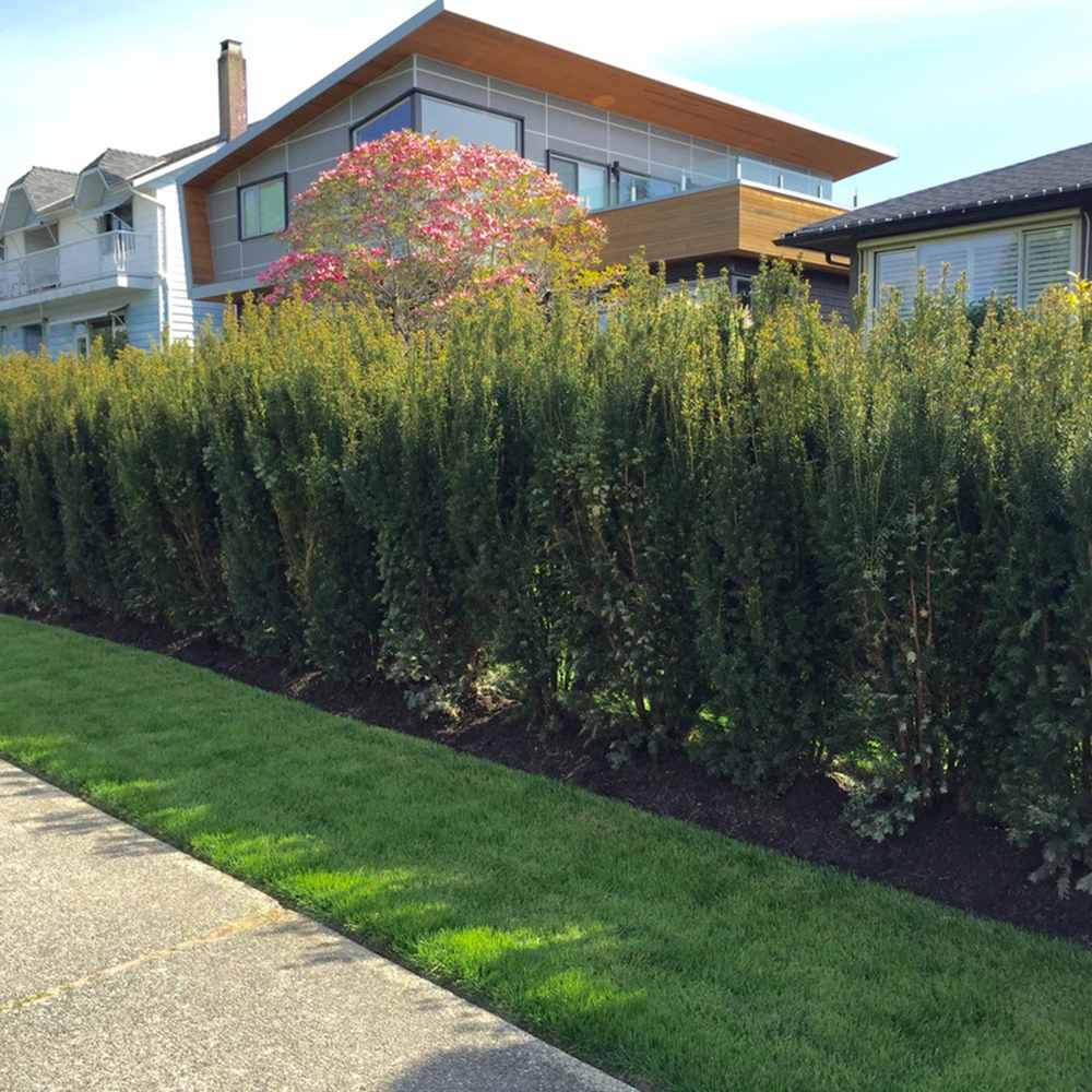 Tisa Ornamentala Hicksii (Taxus Baccata) vesnic verde, ideala pentru gard viu, bobite rosii, planta peisajistica