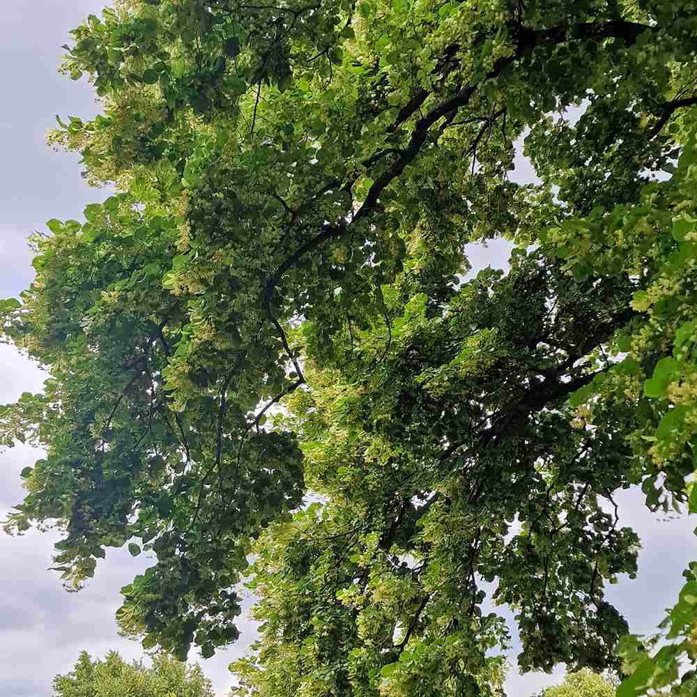 Tei cu Frunza Mica (Tilia Cordata) Greenspire - Mirositor
