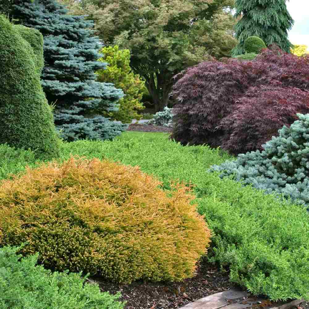 Tuia Globulara Pitica Golden Tuffet, frunzis auriu spectaculos, vesnic verde, colorit de iarna, ideal pentru borduri