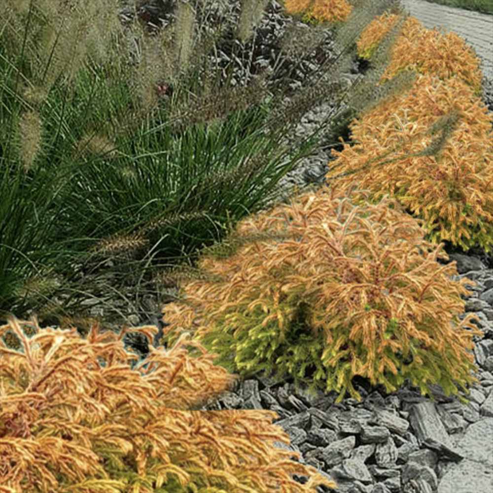 Tuia Globulara Pitica Golden Tuffet, frunzis auriu spectaculos, vesnic verde, colorit de iarna, ideal pentru borduri