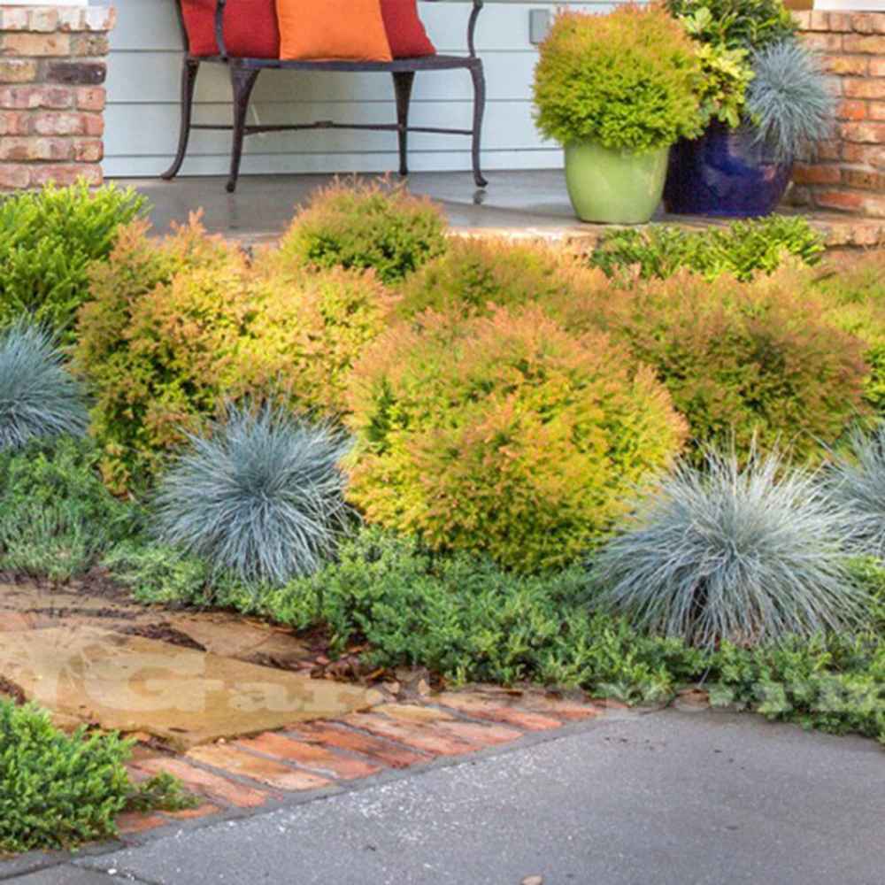 Tuia Globulara Pitica Golden Tuffet, frunzis auriu spectaculos, vesnic verde, colorit de iarna, ideal pentru borduri