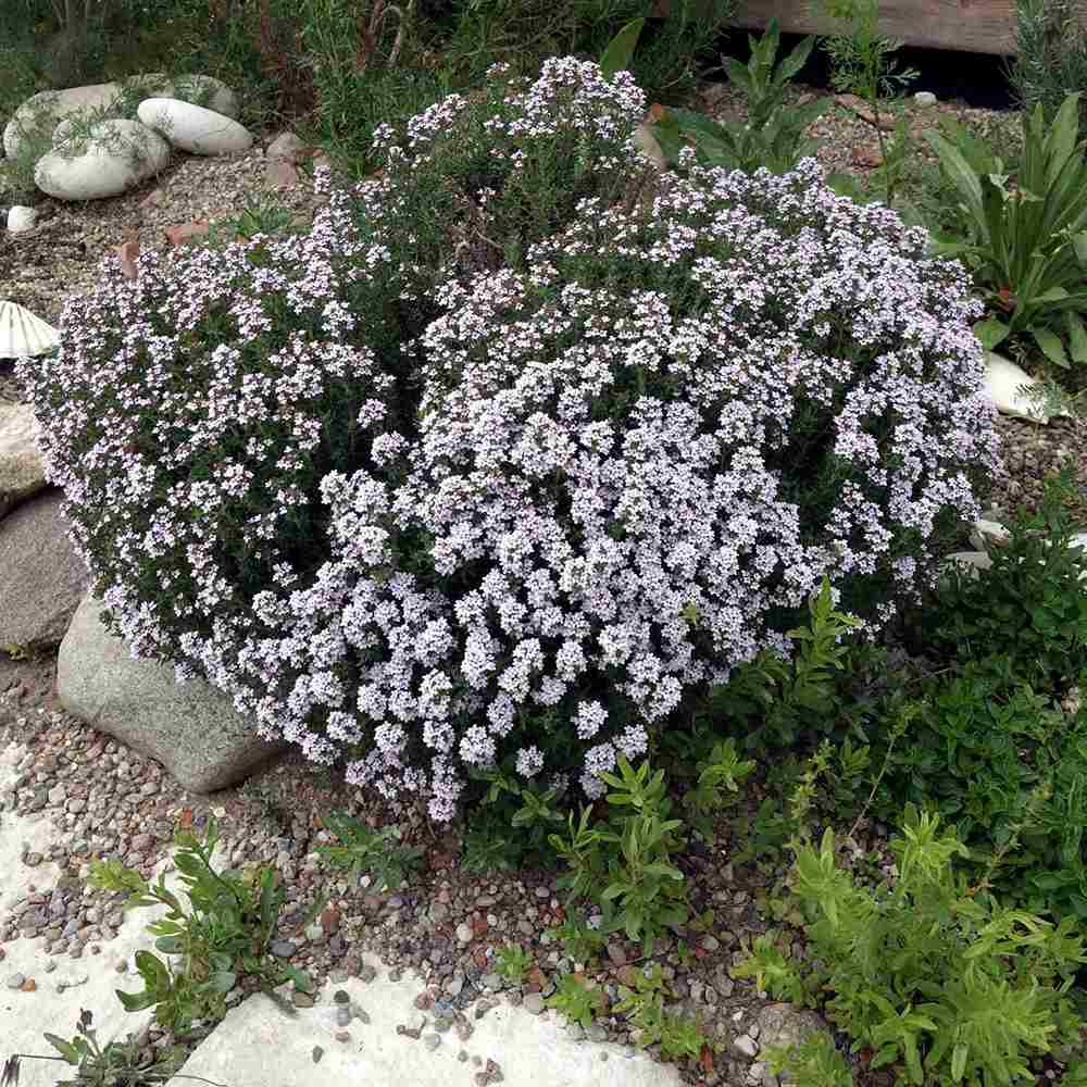 Cimbrisor Faustini, planta aromatica taratoare, parfumata, cu flori roz, pentru soare si rocarii Planta