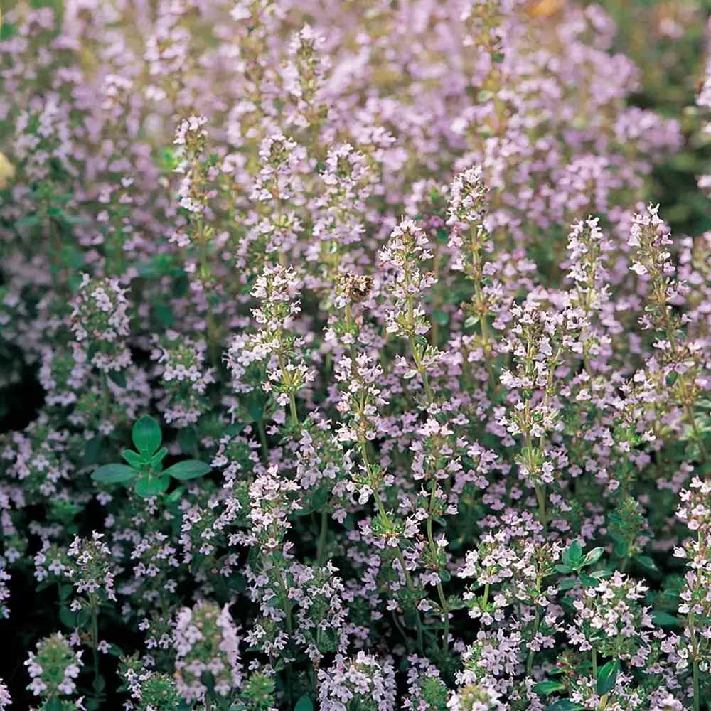 Cimbru comun (Thymus Vulgaris), planta aromatica perena, rezistenta la frig