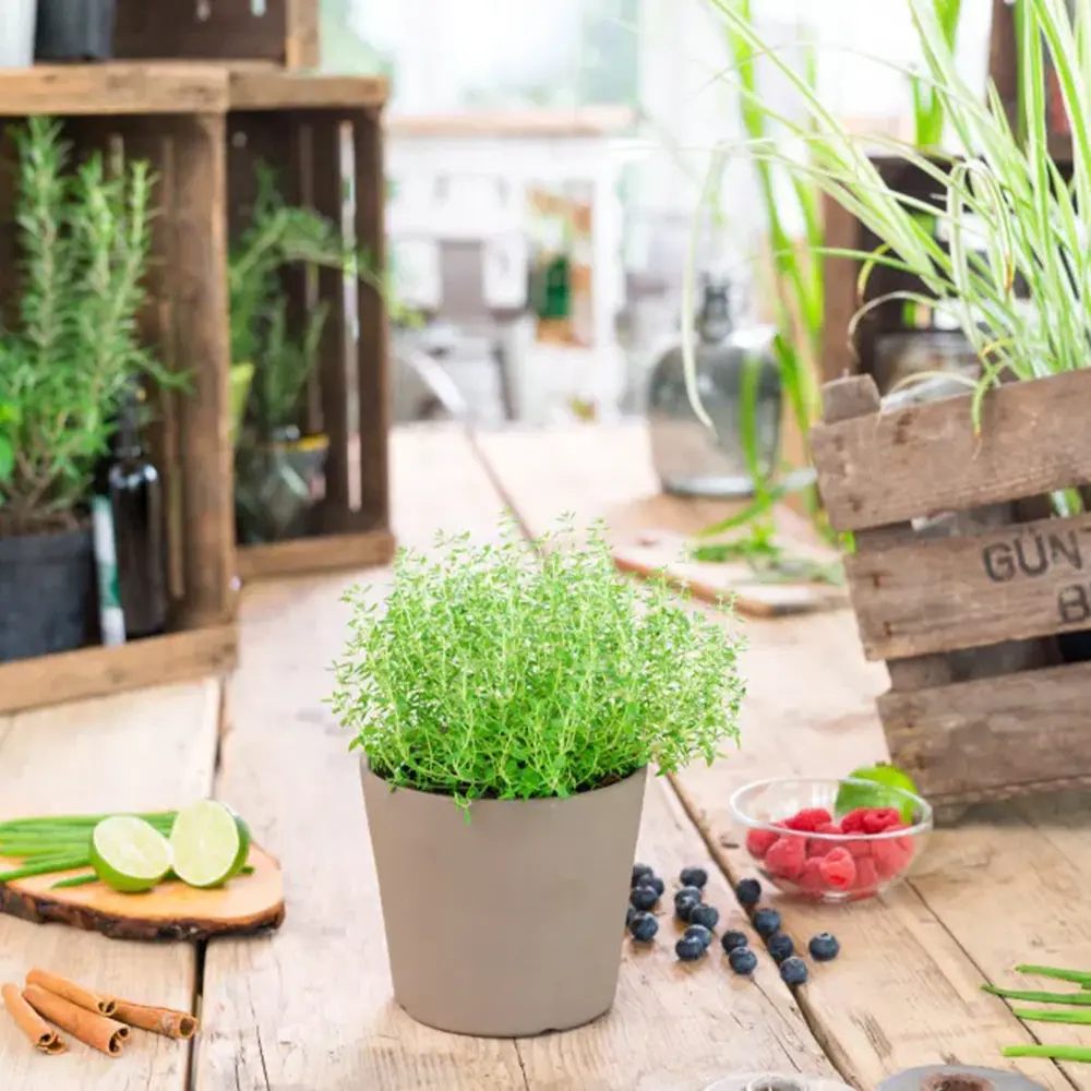 Cimbru comun (Thymus Vulgaris), planta aromatica perena, rezistenta la frig
