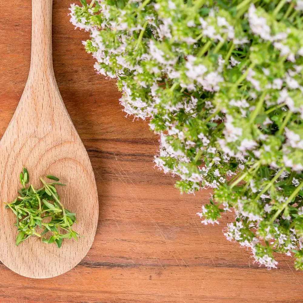 Cimbru comun (Thymus Vulgaris), planta aromatica perena, rezistenta la frig