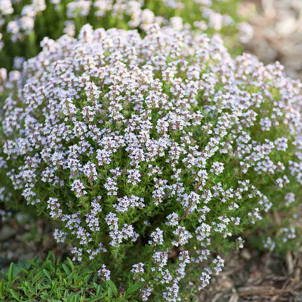 Cimbru comun (Thymus Vulgaris), planta aromatica perena, rezistenta la frig