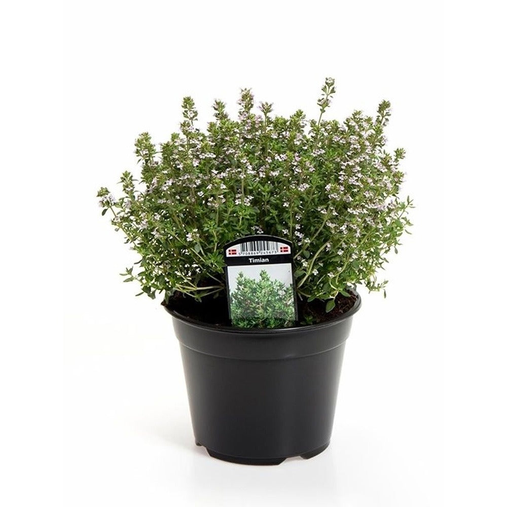 Cimbru comun (Thymus Vulgaris), planta aromatica perena, rezistenta la frig