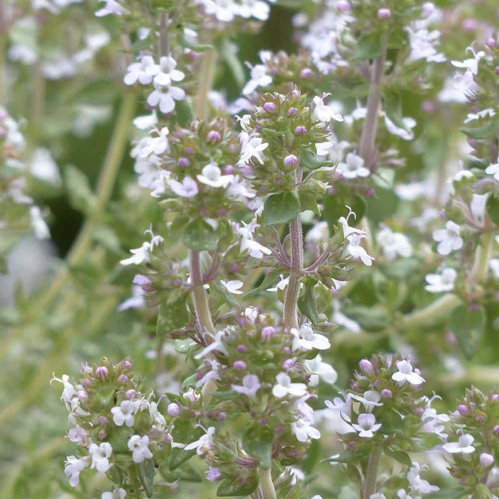 Cimbru comun (Thymus Vulgaris), planta aromatica perena, rezistenta la frig
