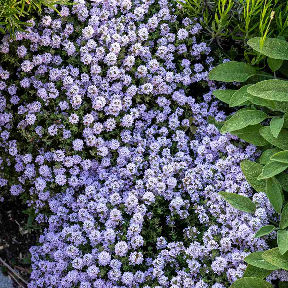 Cimbru comun (Thymus Vulgaris), planta aromatica perena, rezistenta la frig