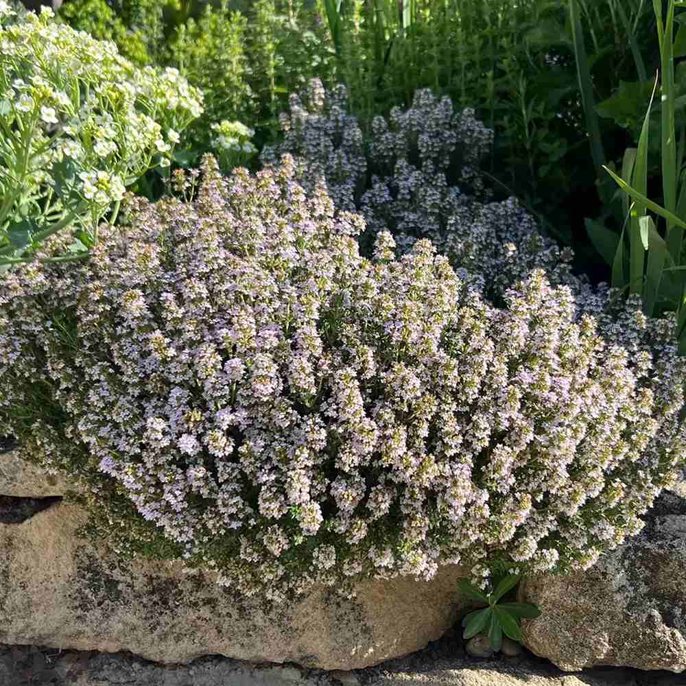 Cimbru comun (Thymus Vulgaris), planta aromatica perena, rezistenta la frig