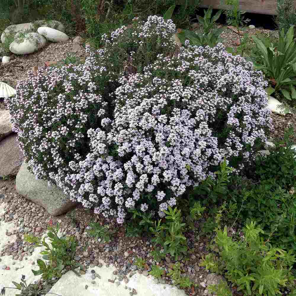 Cimbru comun (Thymus Vulgaris), planta aromatica perena, rezistenta la frig